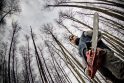 Priekulėje dėl vandenvietės iškirs hektarą miško