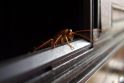 Kas būtų, jei pasaulyje nebeliktų tarakonų?
