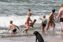 Kodėl šunims  paplūdimyje – ne vieta?   
