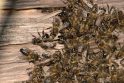 Niujorkietis namuose laikė 3 mln. bičių