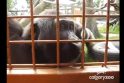 Neįtikėtinas gyvūnų elgesys: gorila grožisi vikšru