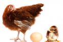 Višta „padėjo“ viščiuką  be  kiaušinio  