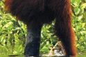 Orangutanai išmoksta žvejoti