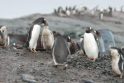 Pingvinai plūsta į šiltuosius kraštus