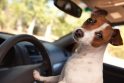Naminiai gyvūnėliai padidina eismo įvykių riziką
