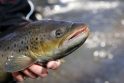 Aplinkosaugininkai nustatė per 370 lašišinių žuvų gaudymo pažeidimų