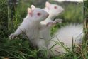 Itin reta voverė albinosė išgelbėta nuo jos pilkųjų pusseserių
