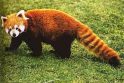 Kiek kartų mažoji panda gali persiversti kūlio per minutę?
