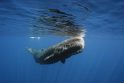 Banginių komunikacijai trukdo „akustinis vandenynų triukšmas“