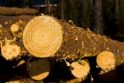 „Vakarų medienos grupės&quot; fabrikai pradės kilti Baltarusijoje 