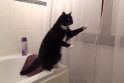 Sumani katė nufilmuota besidominti savo atvaizdu veidrodyje