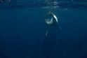 Australai ruošiasi banginiukų antplūdžiui