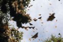 Milijonai monarcho drugelių migruoja į Meksiką