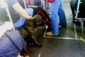 Agresyvus šuo troleibuse išgąsdino keleivius (papildyta)