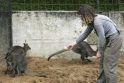 Kauno zoologijos sode nugaišo kengūra - manoma, kad nuo lankytojų maisto