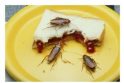 Ateities antibiotikai – iš tarakonų