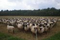 Avių bandą gainiojantis triušis tapo „Youtube“ įžymybe