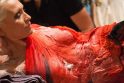 Per kelias valandas iš 10 kg vilnos ant moters „nulipdyta“ suknelė