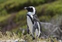 Australijoje nykstančius pingvinus saugo aviganiai