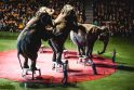Nepaisant protestų, Kaune drambliai šoko „Gangnam style“ ritmu