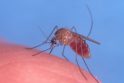 Klaipėdoje nustatytas įvežtinės maliarijos atvejis