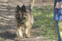 Žiauriai šunį užmušusiems Klaipėdos rajono gyventojams - baudos