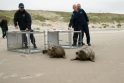 Jūrų muziejuje išauginti ruoniukai grįžo į Baltiją