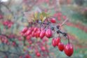 Vaisiai: rudenį ant šakų ilgai išsilaiko raudoni raugerškio vaisiai. Iš jo sėklų galima užsiauginti sėjinukų karpomoms ir nekarpomoms gyvatvorėms.