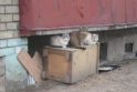 Pradžia: improvizuotą šėryklą katėms, kurią vieno daugiabučio namo Vilijampolėje kieme buvo įrengę gyventojai, pakeitė moderni.
