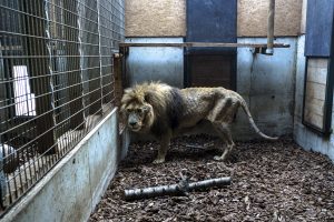 Prancūzija uždraus audinių fermas ir laukinius gyvūnus keliaujančiuose cirkuose