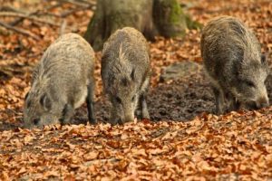 Lietuvoje panaikinta didžioji dalis III AKM ribojimų zonos