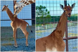 Zoologijos sode gimė žirafa be dėmių: pirmoji tokia pasaulyje?