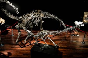 Už įspūdingą sumą parduodami dinozauro kaulai 