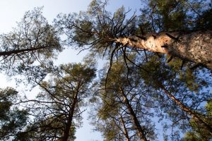 Privačiame Varėnos rajono miške išpjautos pušys: nuostolis – 2 tūkst. eurų