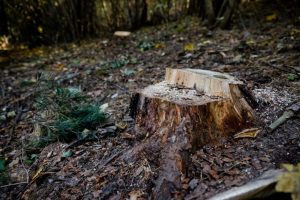 Žemės dieną politikai kviečiami grįžti prie miškų apsaugos: nepakanka atsodinti iškirstus medžius