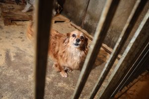 Raseinių rajone žiauriai šunis kankinusiam vyrui – teismo kirtis: gyvūnai nebus grąžinti