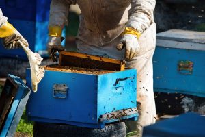 Pasvalio rajone vagišiams parūpo medus