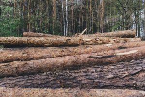 T. Tomilinas: toks valstybės įmonės pertvarkymas gali būti pražūtingas Lietuvos miškams