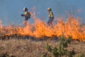 Ugniagesiams jau tenka gesinti padegtas pievas ir vandens telkinių pakrantes