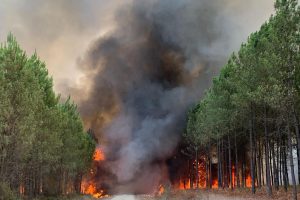 Prancūzijoje dėl sausros ir karščių vėl įsiplieskė didžiulis miško gaisras