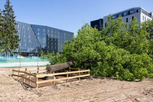 Ąžuolą Vilniaus centre nupjovusiai įmonei nesumokėjus baudos, AAD ketina kreiptis į teismą