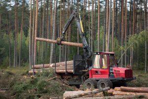 Siūloma artimiausius penkerius metus leisti kirsti 2 proc. daugiau valstybinių miškų