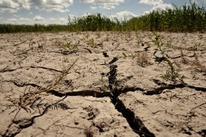 Dar kartą siūlo dėl sausros neskelbti ekstremalios situacijos visoje Lietuvoje