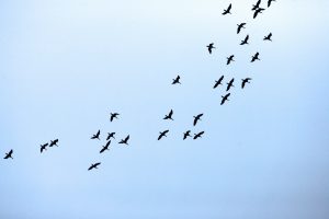Dzūkijos ir Suvalkijos saugomose teritorijose – paukščių išlydėtuvės