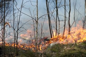 Ministerija siūlo leisti deginti miško paklotę eksperimentinių tyrimų tikslais