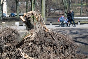 Seime – diskusija apie medžių išsaugojimą Vilniuje