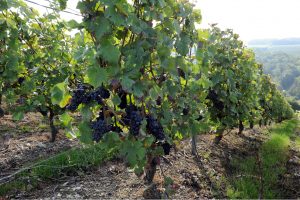 Vynuogių augintojai siekia, kad Lietuva patektų į šalių, gaminančių vyną, sąrašą 