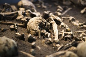 Vilkaviškio rajono laukuose rasta žmogaus kaulų