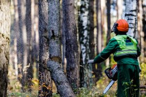 Aplinkos ministras nurodė peržiūrėti visus miško kirtimo leidimus Utenos regione