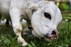 Mažiausia pasaulio karvė pelnė pomirtinį pripažinimą